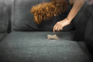 allergia agli acari delle polvere