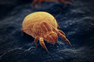 allergia alla polvere allergia alla polvere