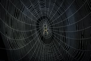 come eliminare le ragnatele in casa