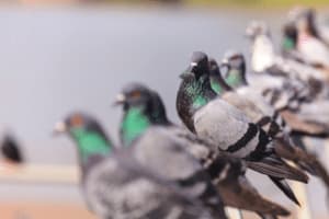 costo pulizia guano piccioni