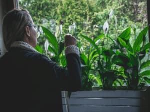 phytoremediation phytoremediation