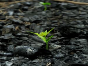 tecniche di biorisanamento tecniche di biorisanamento